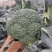 西兰花苗，炎秀西兰花苗，耐热适应性很强