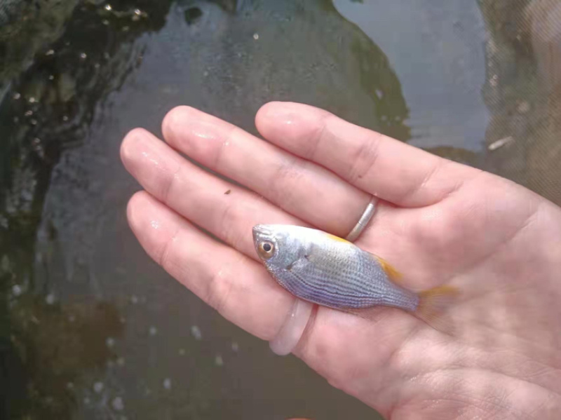 黄脚立鱼苗黄鳍鲷鱼苗黄脚腊鱼苗淡化黄立鱼咸淡水鱼苗