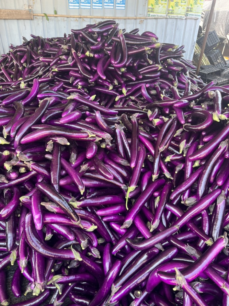 云南西双版纳.红茄烧烤茄大量上市对接市场超市电商加工厂