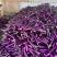 云南西双版纳.红茄烧烤茄大量上市对接市场超市电商加工厂