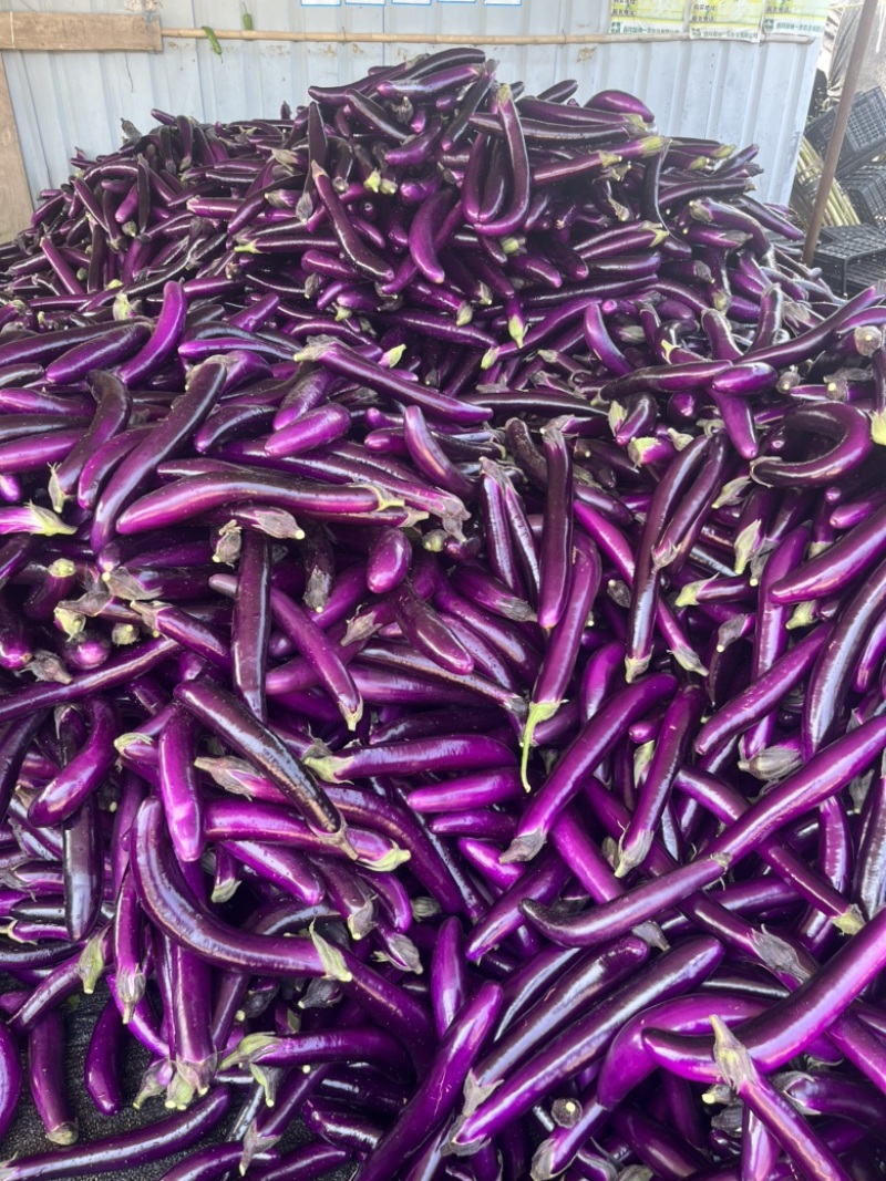 云南西双版纳.红茄烧烤茄大量上市对接市场超市电商加工厂