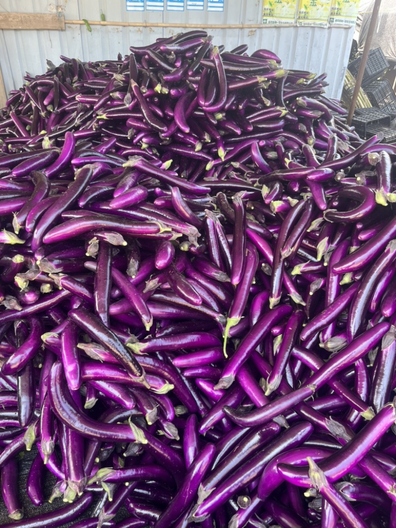 云南西双版纳.红茄烧烤茄大量上市对接市场超市电商加工厂