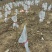 斗球