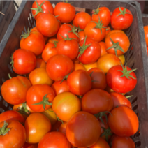 云南西双版纳.西红柿番茄大量上市对接市场超市电商加工厂