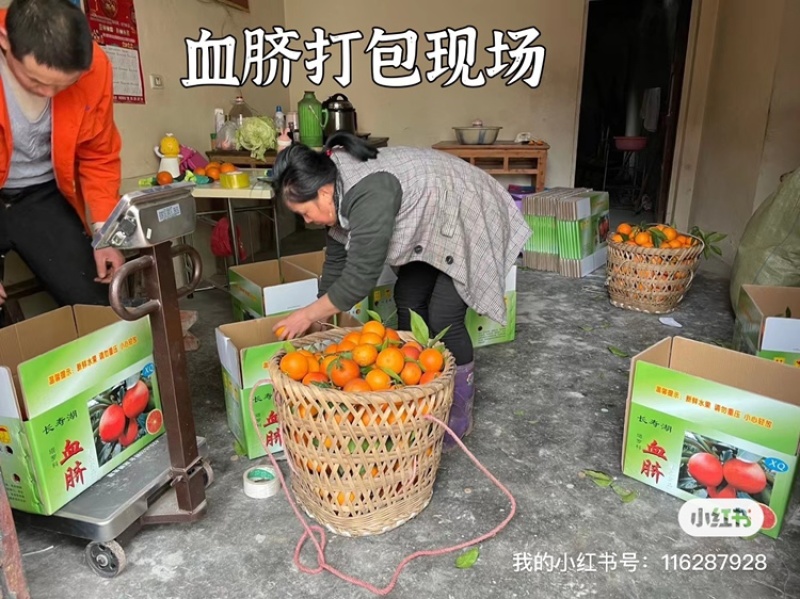 长寿湖血脐