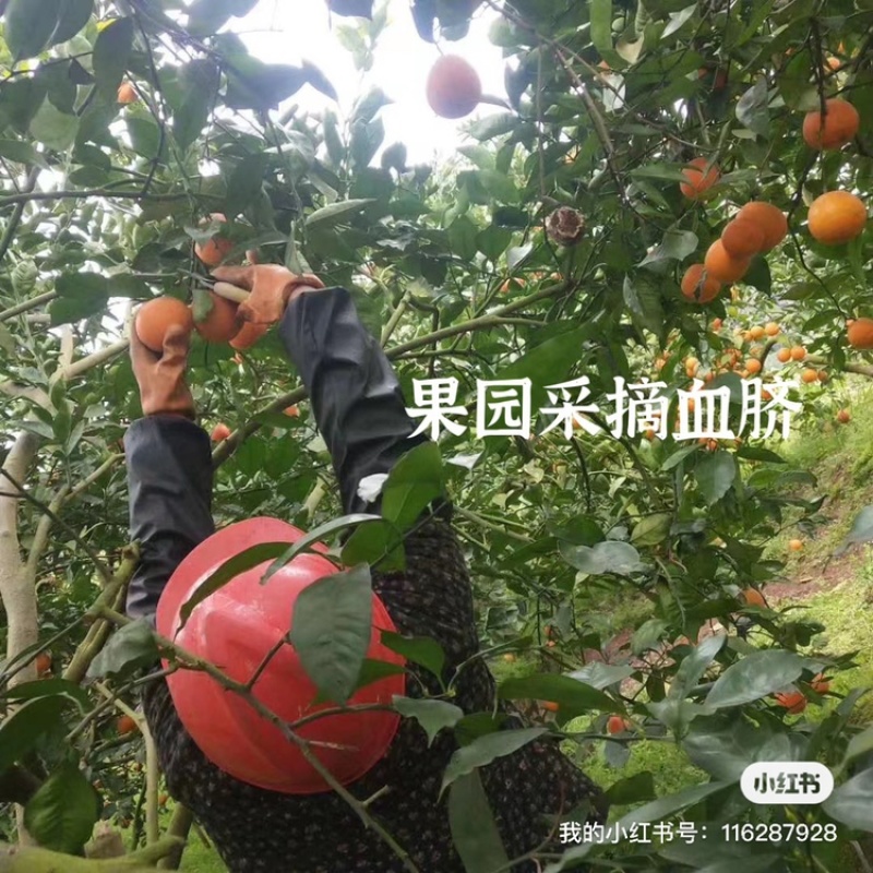 长寿湖血脐