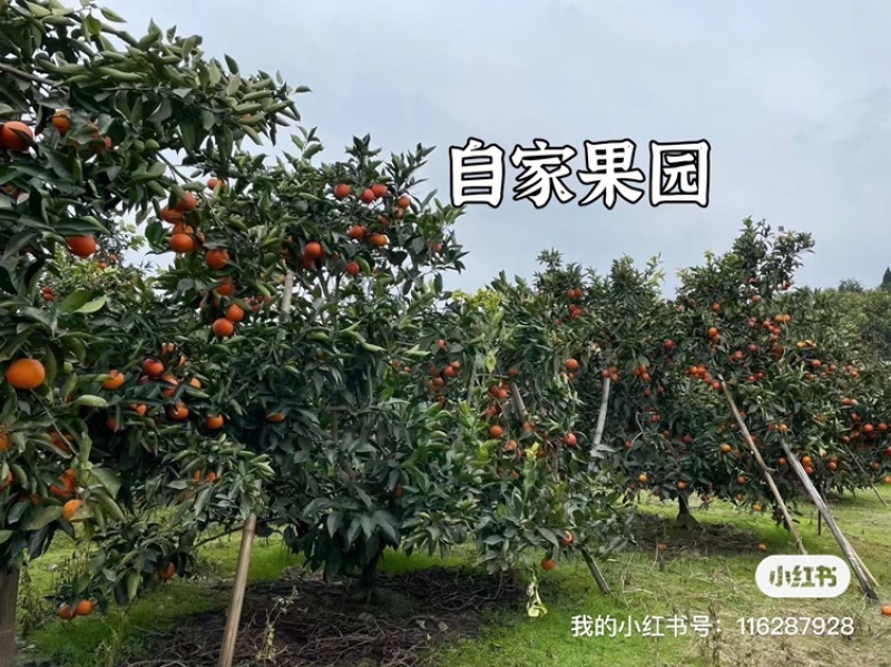 长寿湖血脐