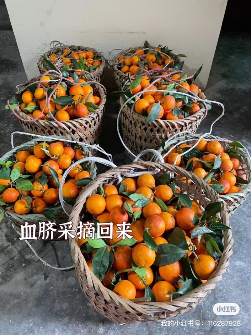 长寿湖血脐