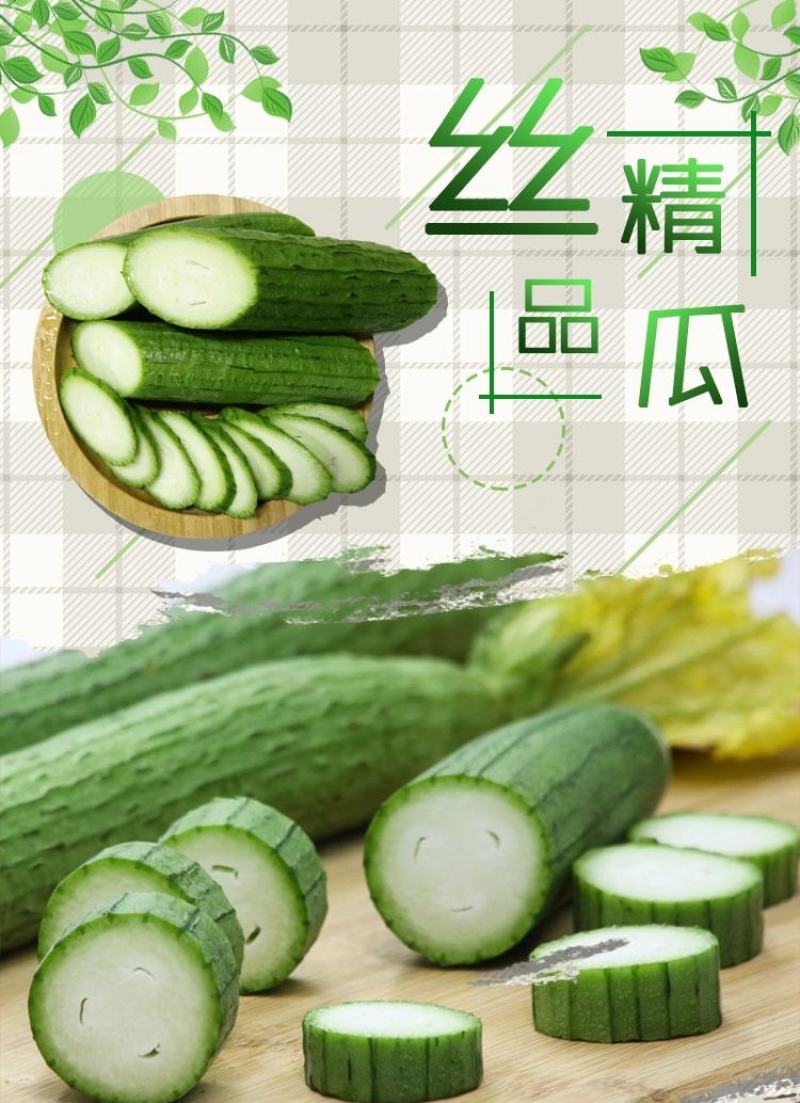 新鲜丝瓜产地大量有货供应