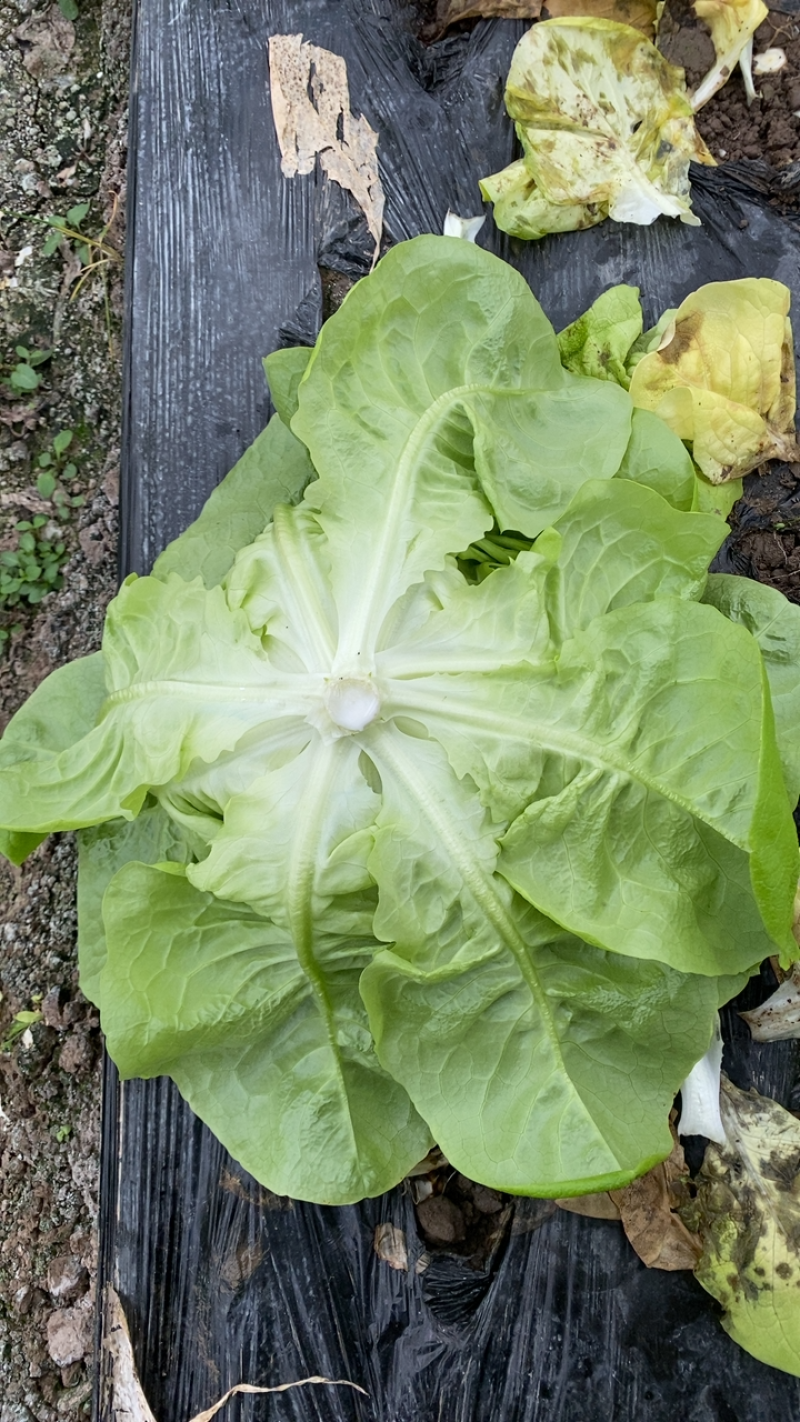 奶油生菜