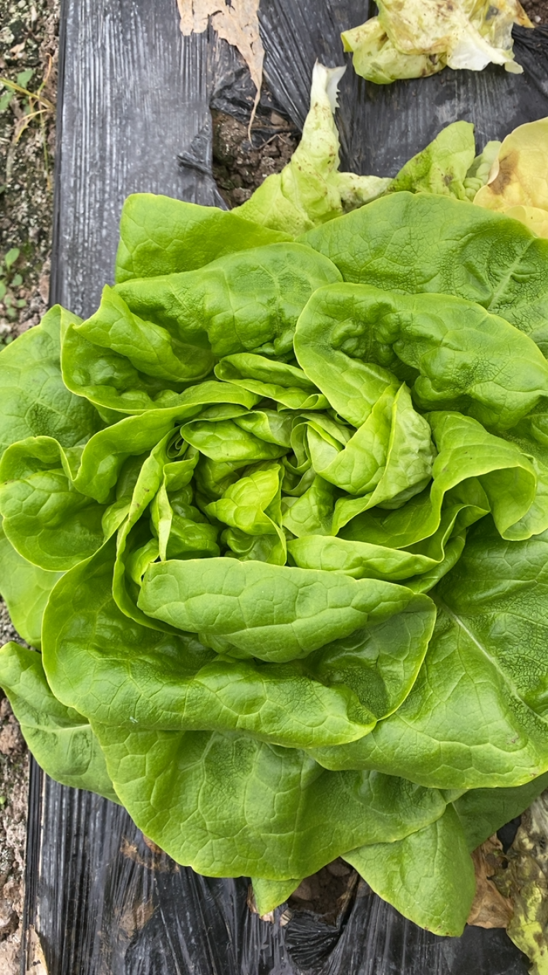 奶油生菜