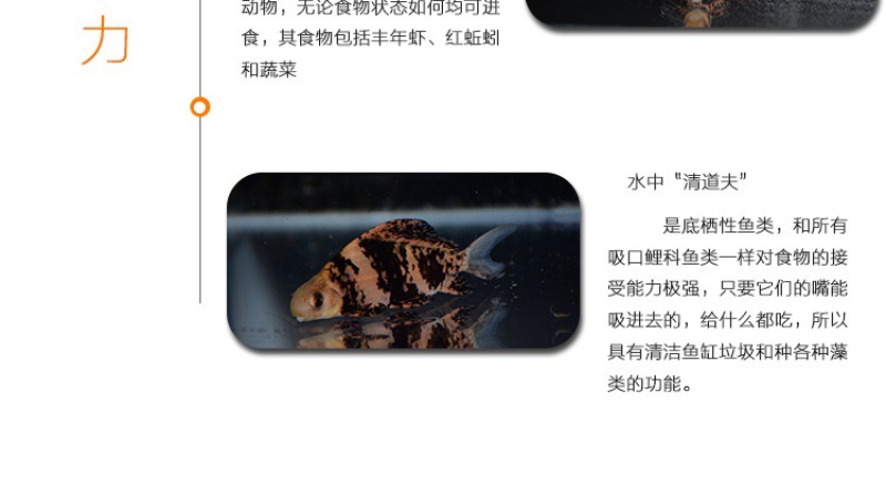 胭脂鱼苗一帆风顺鱼苗亚洲美人鱼苗清道夫冷水鱼食用观赏鱼