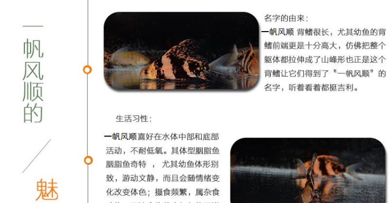 胭脂鱼苗一帆风顺鱼苗亚洲美人鱼苗清道夫冷水鱼食用观赏鱼