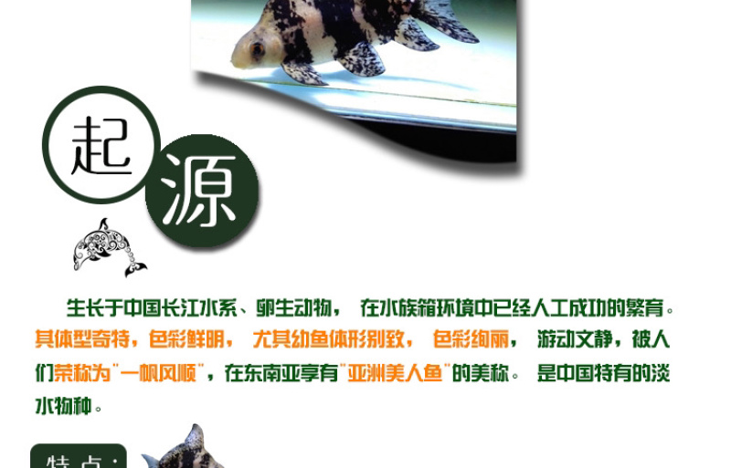 胭脂鱼苗一帆风顺鱼苗亚洲美人鱼苗清道夫冷水鱼食用观赏鱼