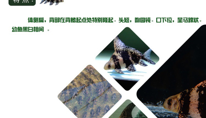 胭脂鱼苗一帆风顺鱼苗亚洲美人鱼苗清道夫冷水鱼食用观赏鱼