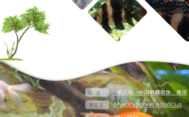 胭脂鱼苗一帆风顺鱼苗亚洲美人鱼苗清道夫冷水鱼食用观赏鱼