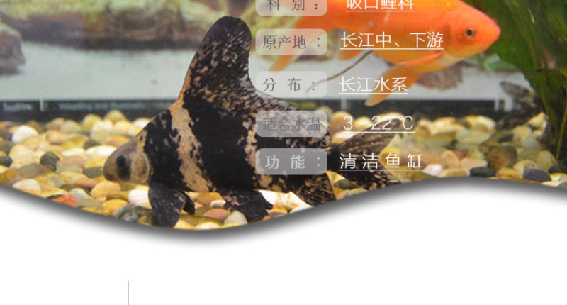 胭脂鱼苗一帆风顺鱼苗亚洲美人鱼苗清道夫冷水鱼食用观赏鱼