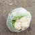 汉中城固菜花精品实菜花乳白紧花，全国发货，产地直发
