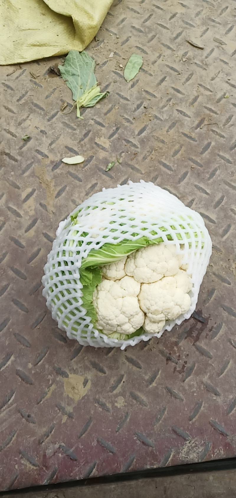 汉中城固菜花精品实菜花乳白紧花，全国发货，产地直发