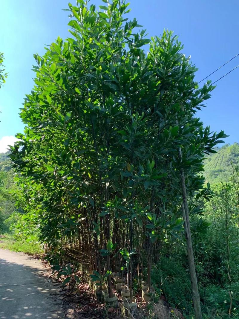 马占相思大叶相思30cm-1-2-3-4-5分