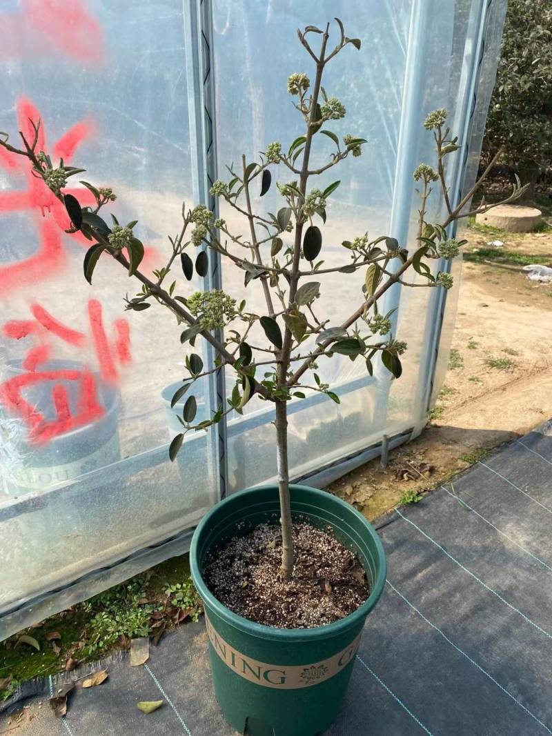 大花绣球