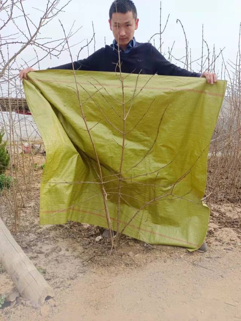 大花绣球
