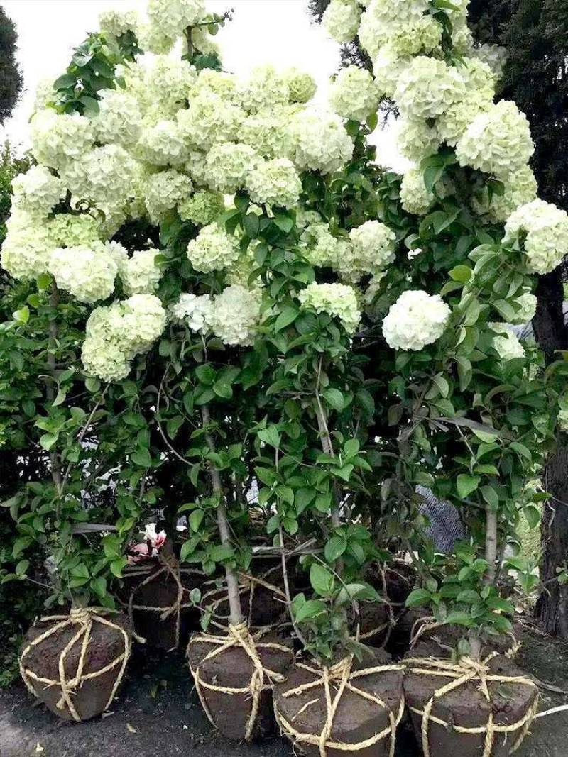 大花绣球
