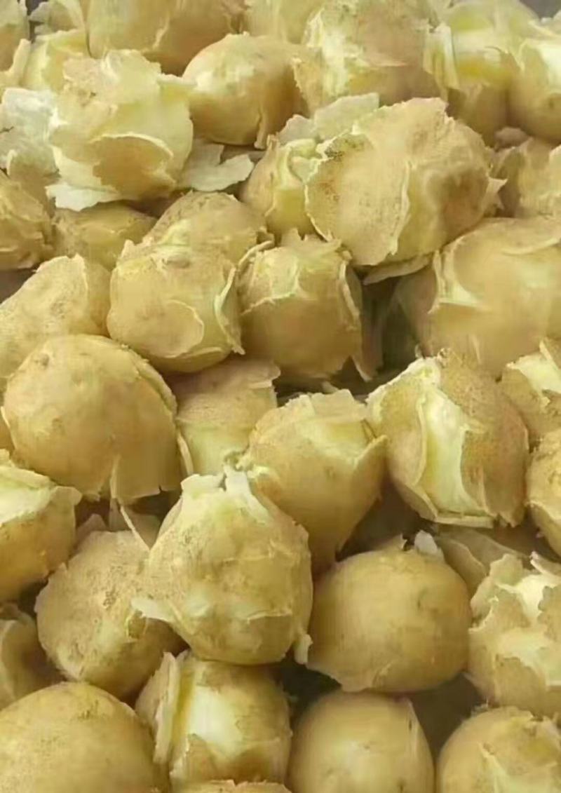 甘肃临洮黄心洋芋白心土豆大量出售品质保证