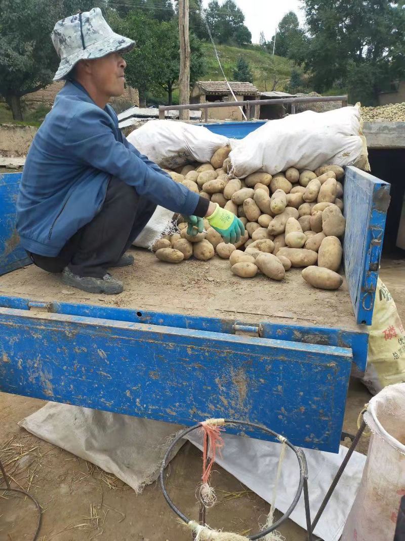 甘肃临洮黄心洋芋白心土豆大量出售品质保证