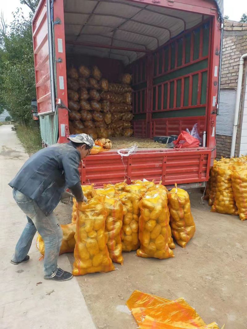 甘肃临洮黄心洋芋白心土豆大量出售品质保证