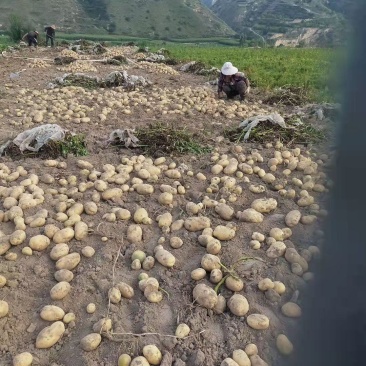 甘肃临洮黄心洋芋白心土豆大量出售品质保证