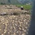 甘肃临洮黄心洋芋白心土豆大量出售品质保证