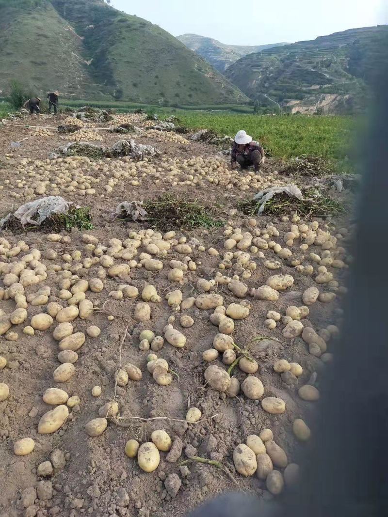 甘肃临洮黄心洋芋白心土豆大量出售品质保证