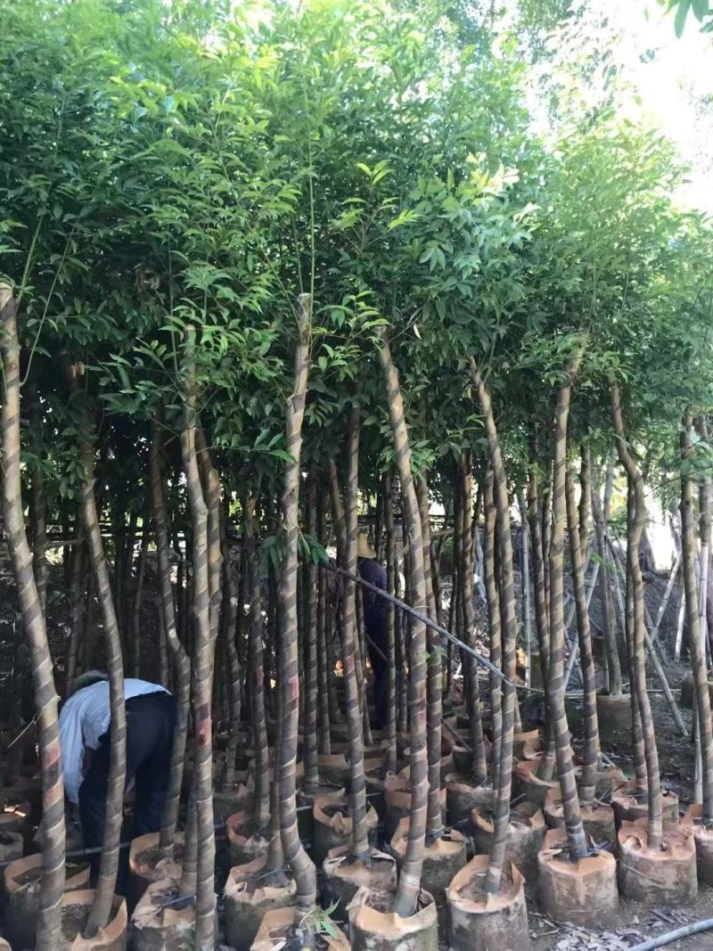 天竺苗3-15公分天竺桂产地直供量大欢迎老板实地看货