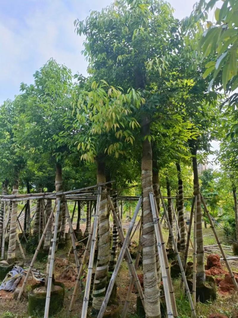 天竺苗3-15公分天竺桂产地直供量大欢迎老板实地看货