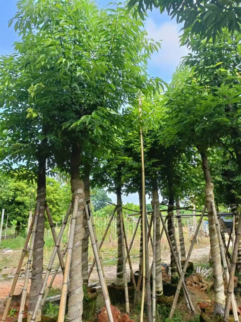 天竺苗3-15公分天竺桂产地直供量大欢迎老板实地看货