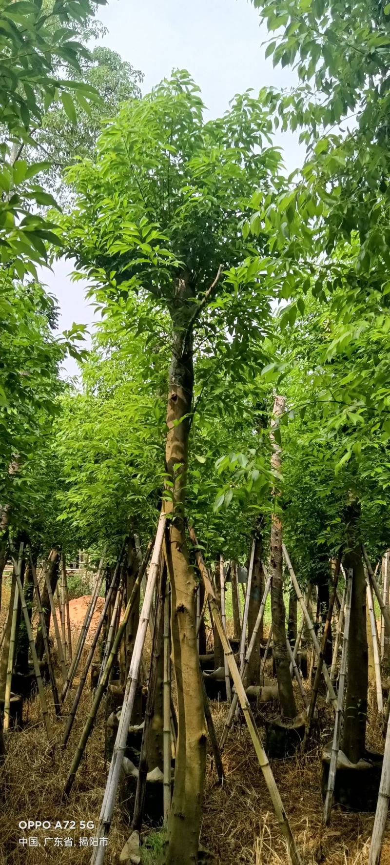 天竺苗3-15公分天竺桂产地直供量大欢迎老板实地看货