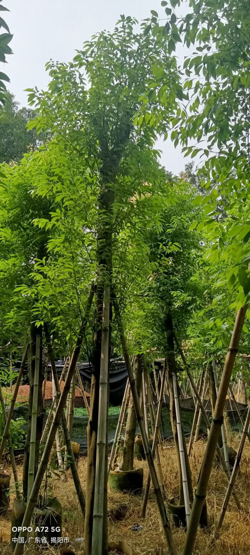 天竺苗3-15公分天竺桂产地直供量大欢迎老板实地看货