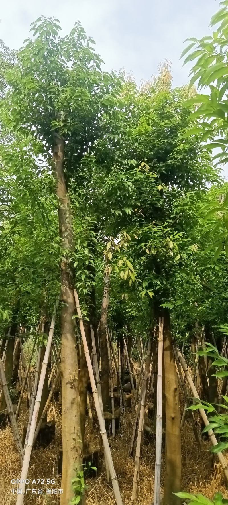 天竺苗3-15公分天竺桂产地直供量大欢迎老板实地看货
