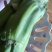 农民自种的菜棒棒菜棒芯，新鲜好吃10斤为—件包邮。