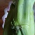 农民自种的菜棒棒菜棒芯，新鲜好吃10斤为—件包邮。