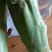 农民自种的菜棒棒菜棒芯，新鲜好吃10斤为—件包邮。