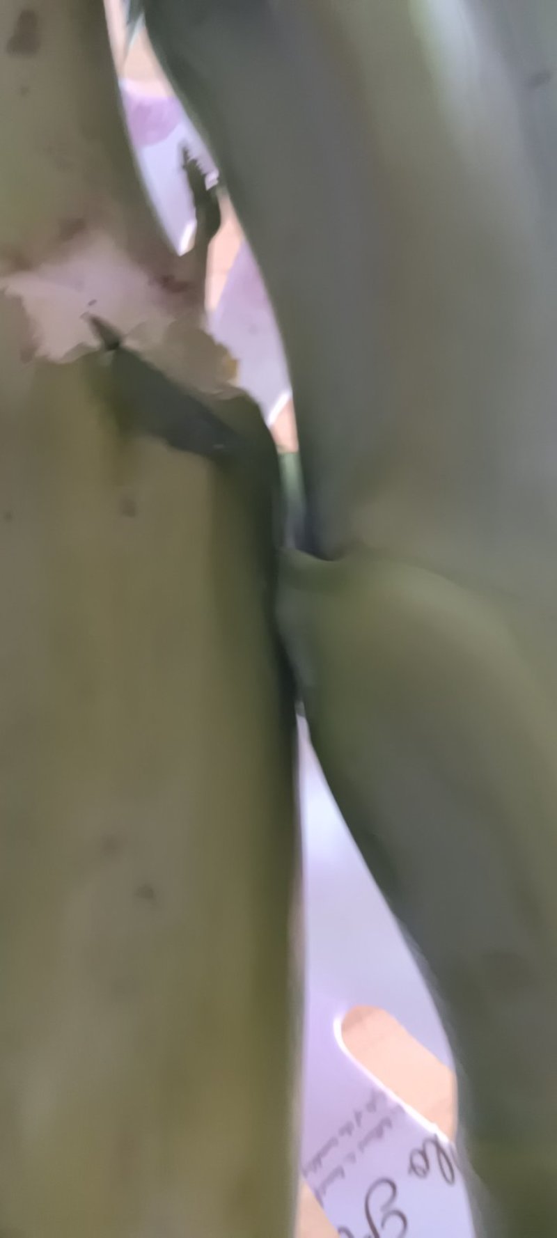 农民自种的菜棒棒菜棒芯，新鲜好吃10斤为—件包邮。