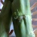 农民自种的菜棒棒菜棒芯，新鲜好吃10斤为—件包邮。
