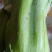 农民自种的菜棒棒菜棒芯，新鲜好吃10斤为—件包邮。