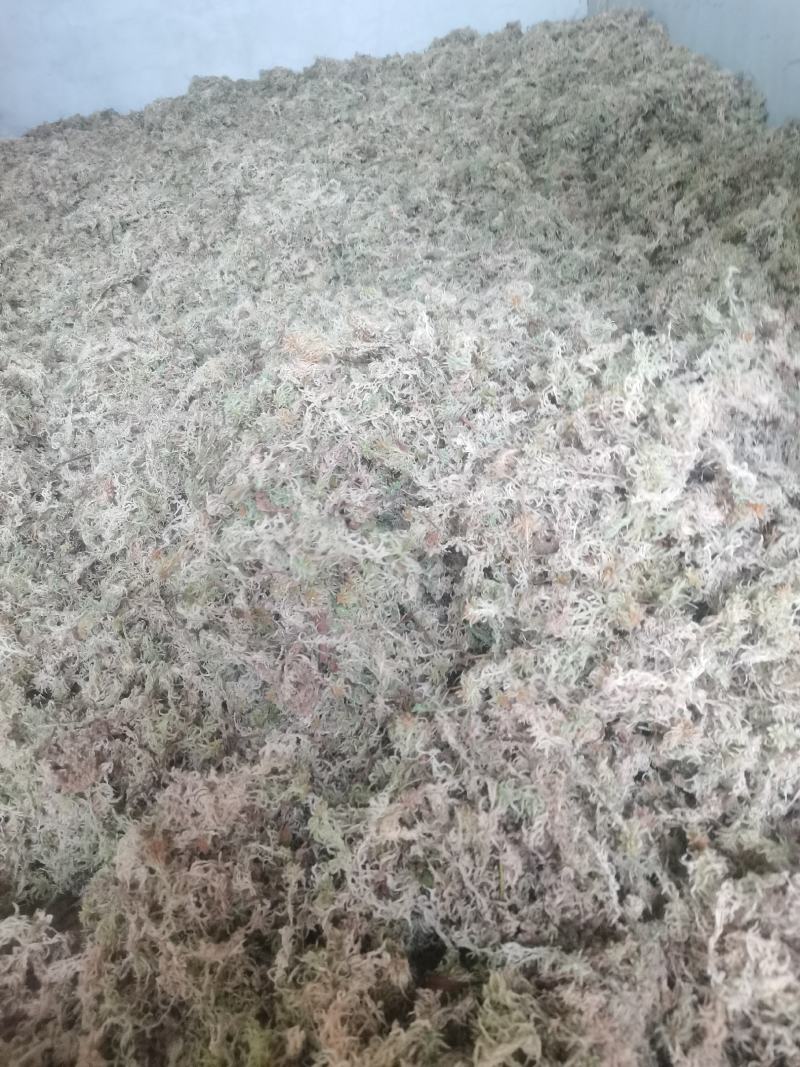 海花草，水苔
