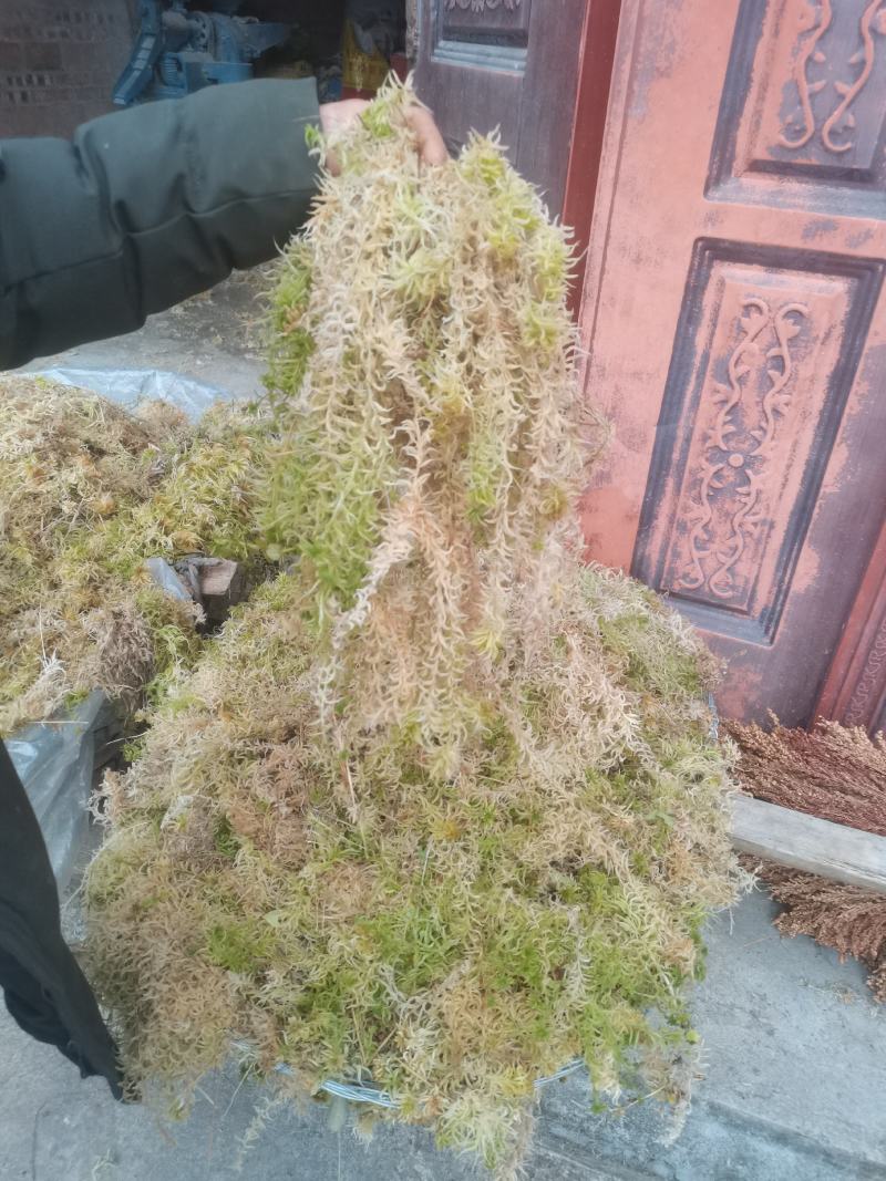 海花草，水苔