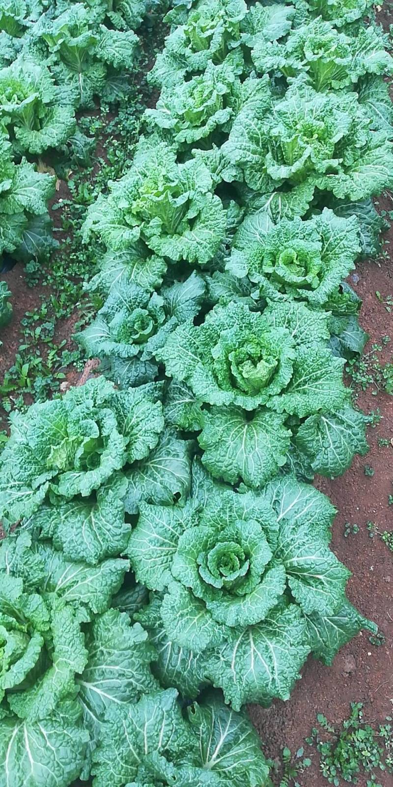 黄心白菜，大量上市中，欢迎全国各地老板订购。