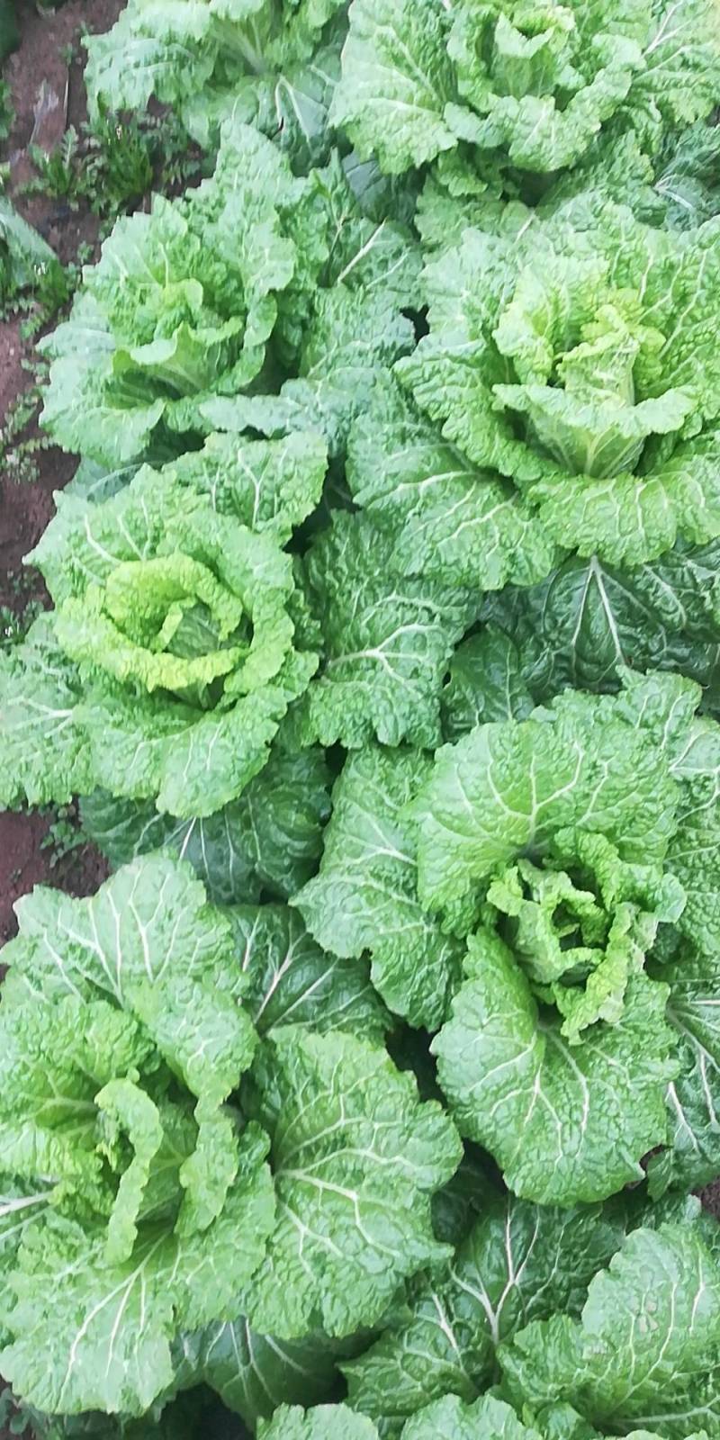 黄心白菜，大量上市中，欢迎全国各地老板订购。