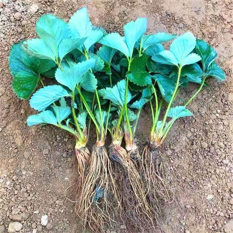 优质草莓苗，产地直发，货源充足，欢迎客商进店咨询